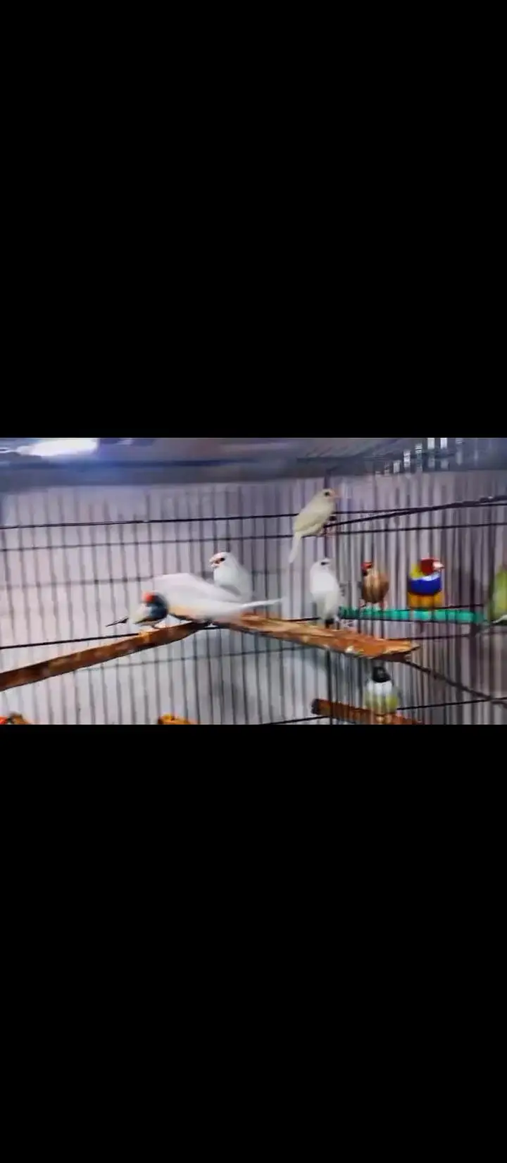 Cockatiel V pied into common white Breeder pair — photo 3