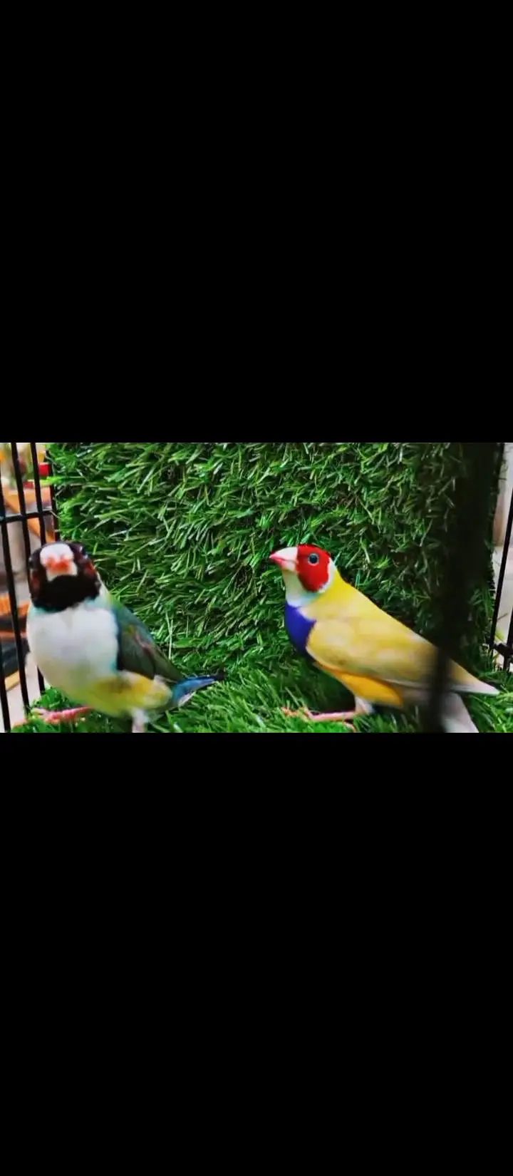 Cockatiel V pied into common white Breeder pair — photo 4