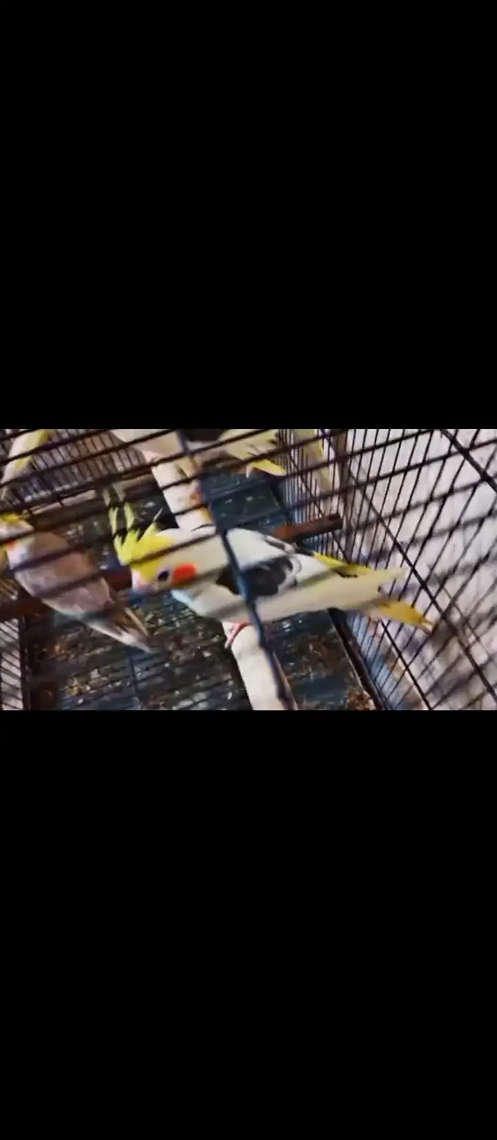 Cockatiel V pied into common white Breeder pair — photo 5