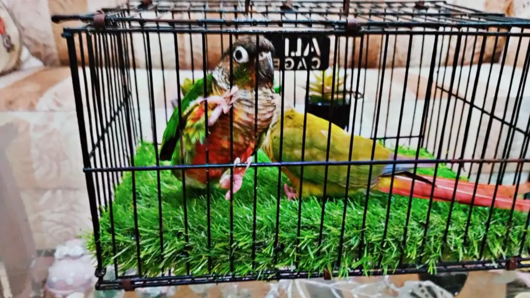 Cockatiel V pied into common white Breeder pair — photo 6