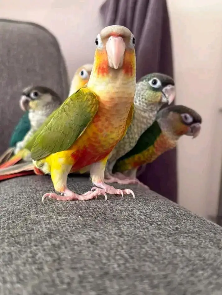 Cockatiel V pied into common white Breeder pair — photo 7