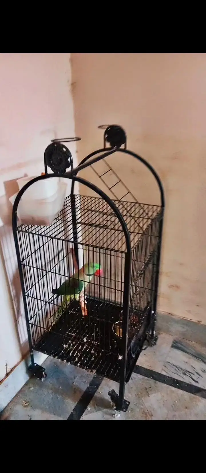 Cockatiel V pied into common white Breeder pair — photo 8