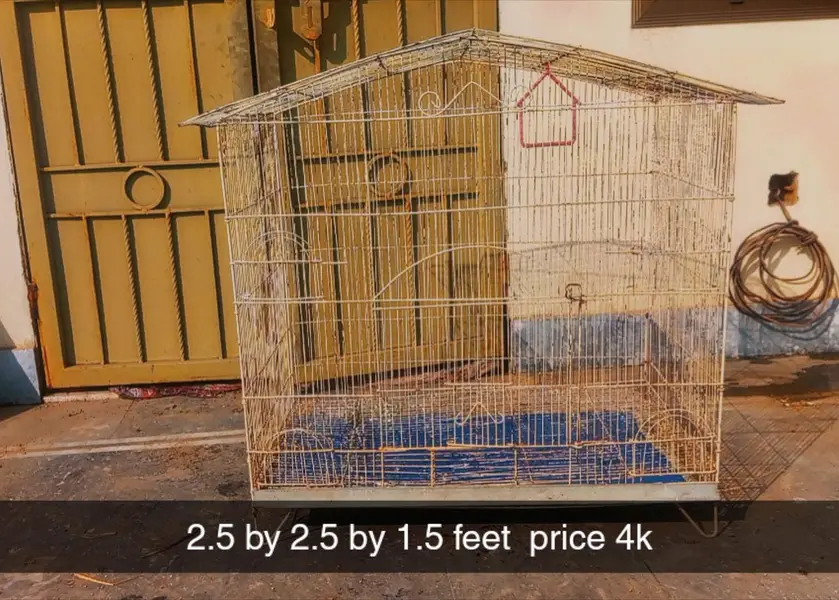 Cockatiel V pied into common white Breeder pair — photo 9
