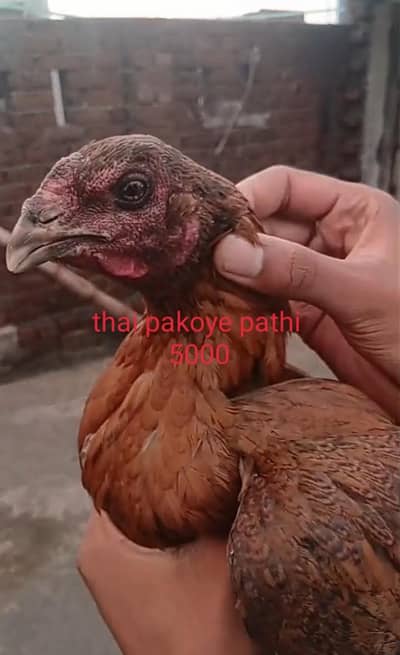quality birds