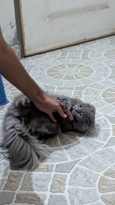 Kallo
