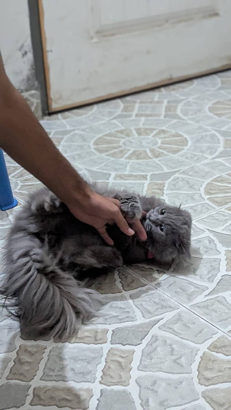 Kallo 0