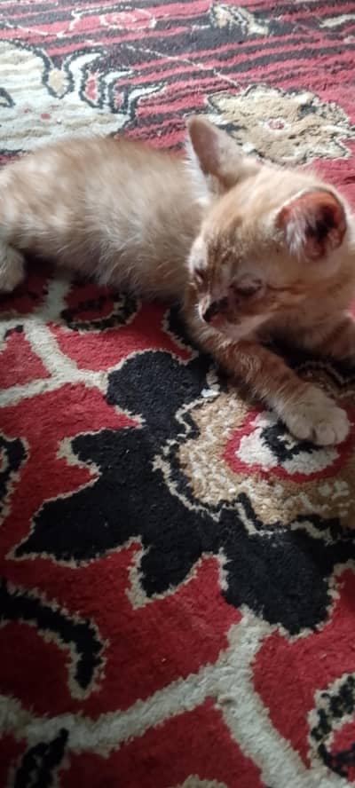 pertion cat sale