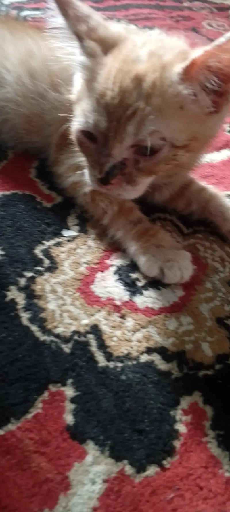 pertion cat sale — photo 2