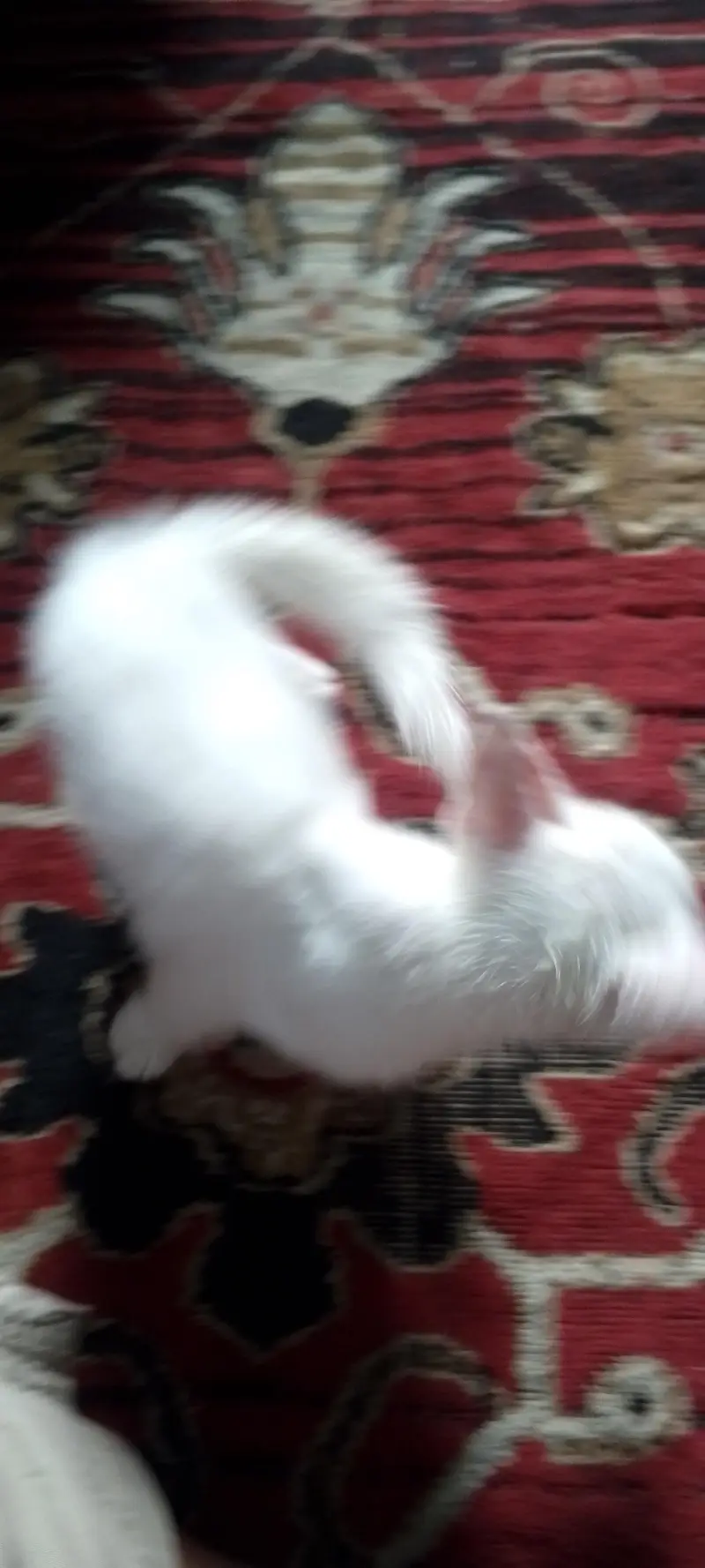 pertion cat sale — photo 3