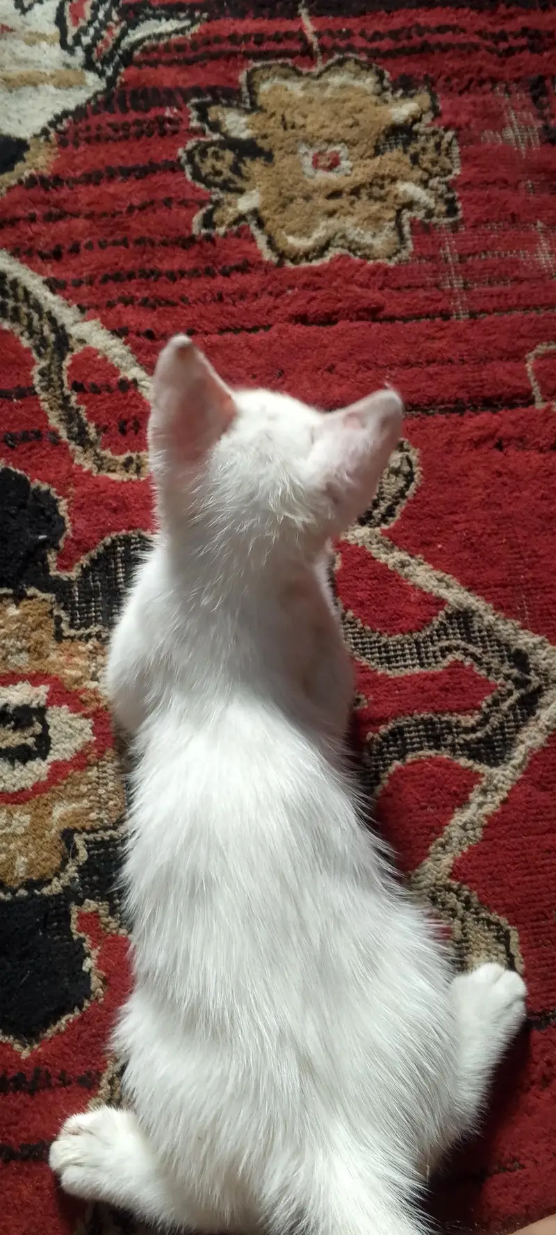 pertion cat sale — photo 4