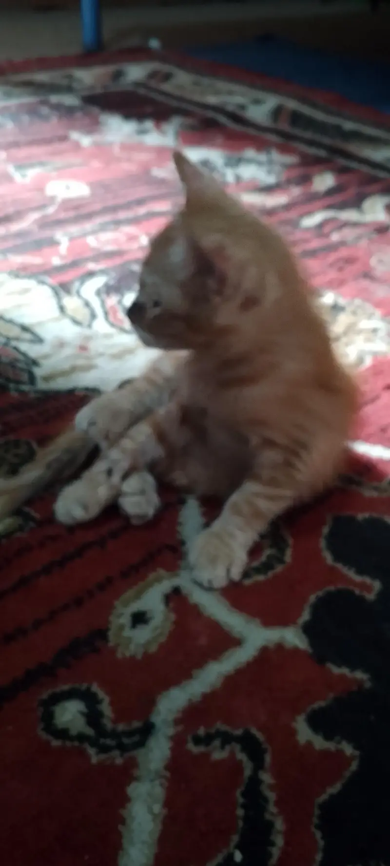 pertion cat sale — photo 5