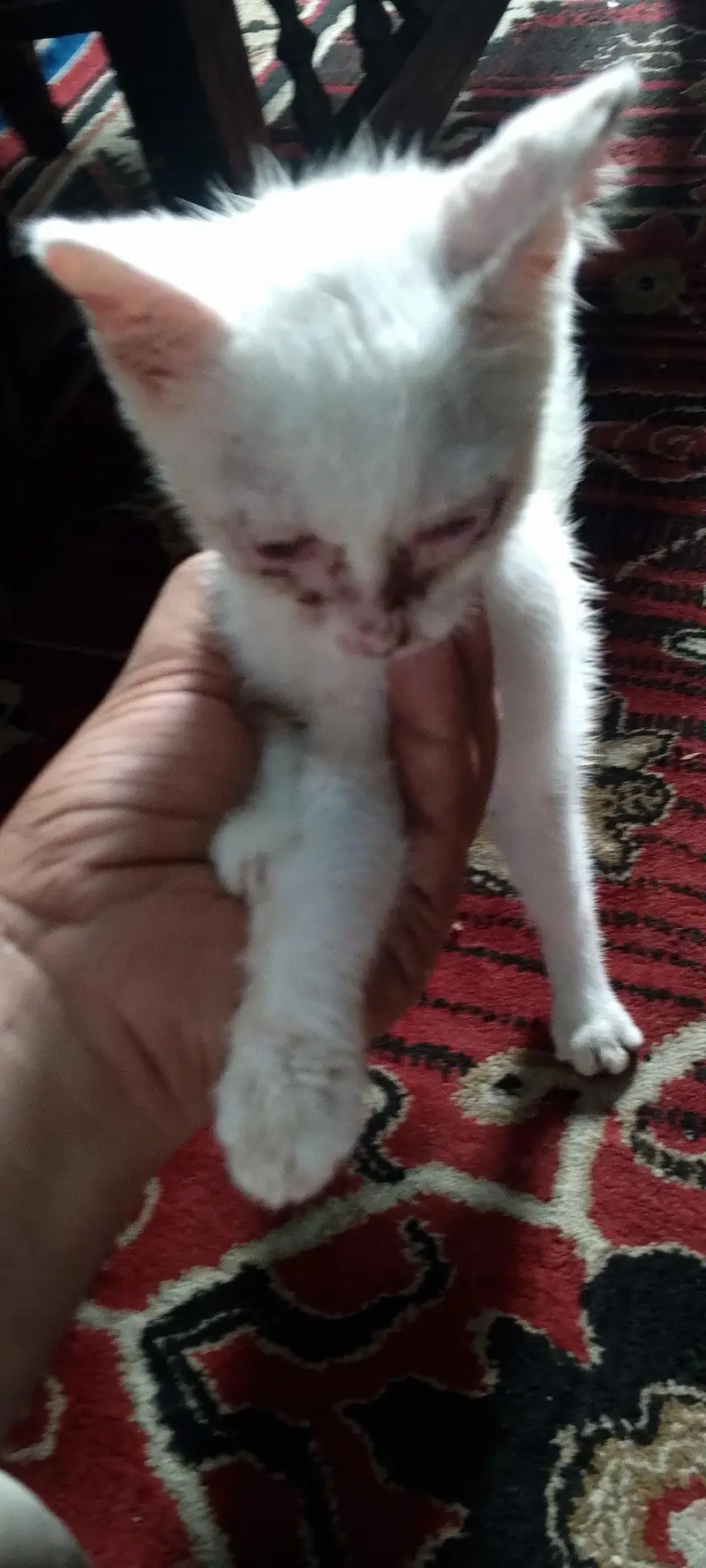 pertion cat sale — photo 6