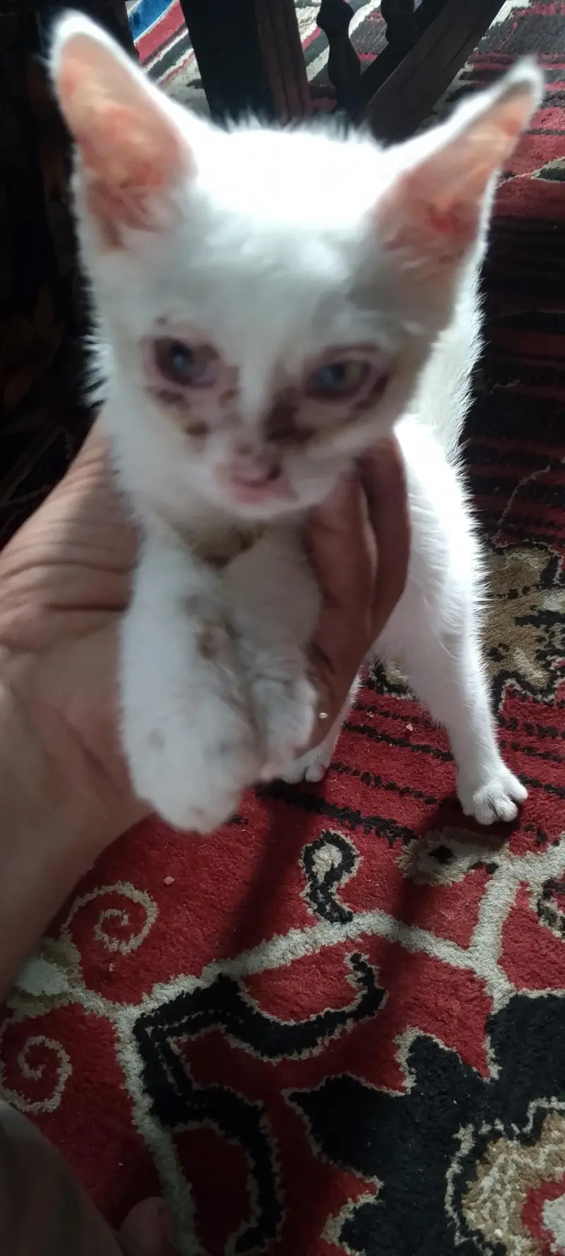pertion cat sale — photo 7