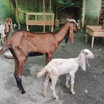 Goat full Satup for sale with brrdr mle urgent