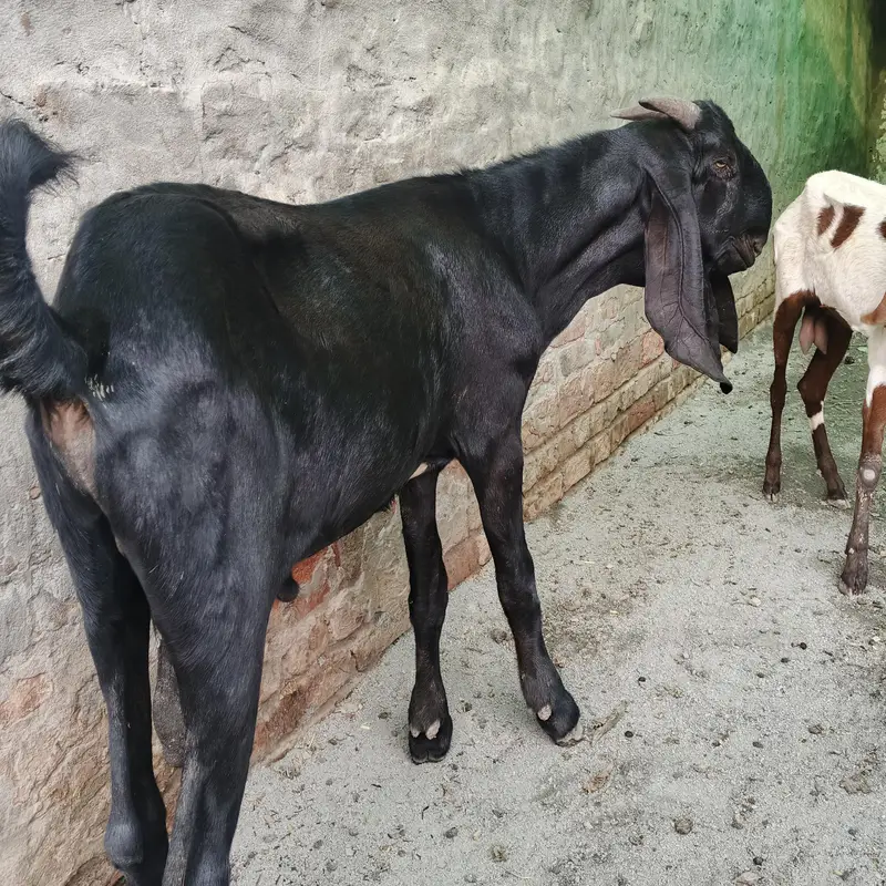 Goat full Satup for sale with brrdr mle urgent — photo 2