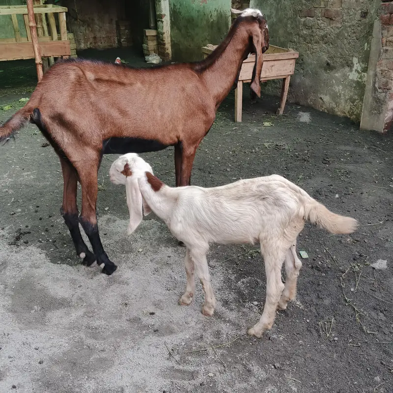 Goat full Satup for sale with brrdr mle urgent — photo 3