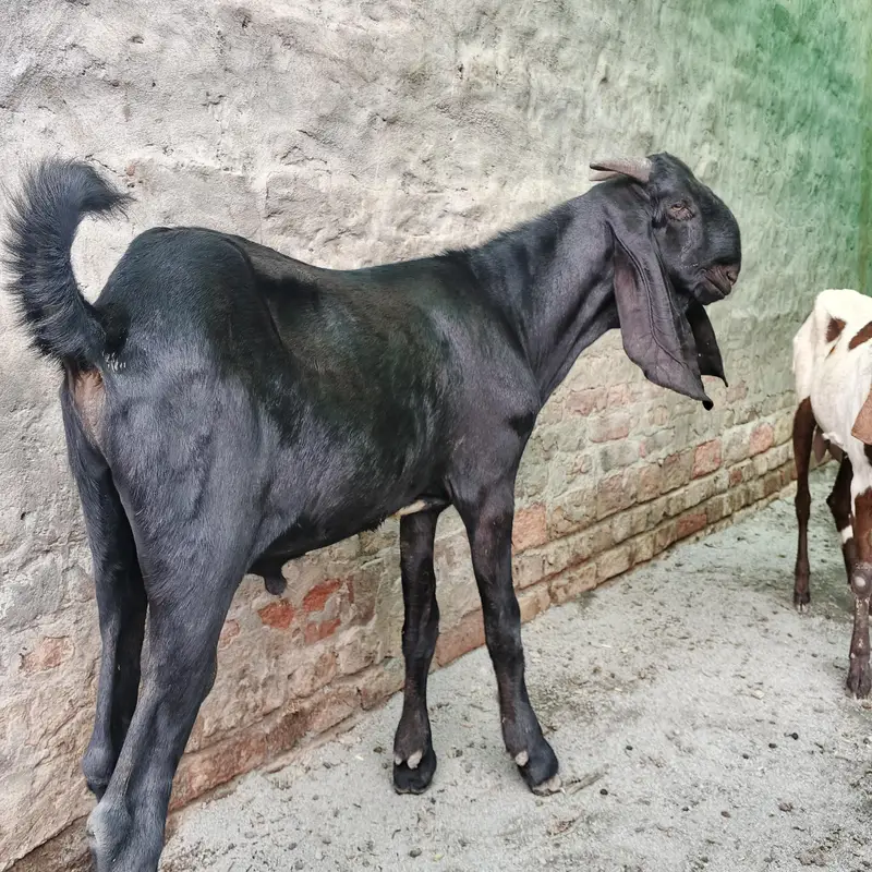 Goat full Satup for sale with brrdr mle urgent — photo 4