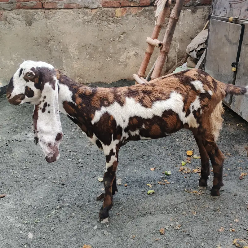 Goat full Satup for sale with brrdr mle urgent — photo 5