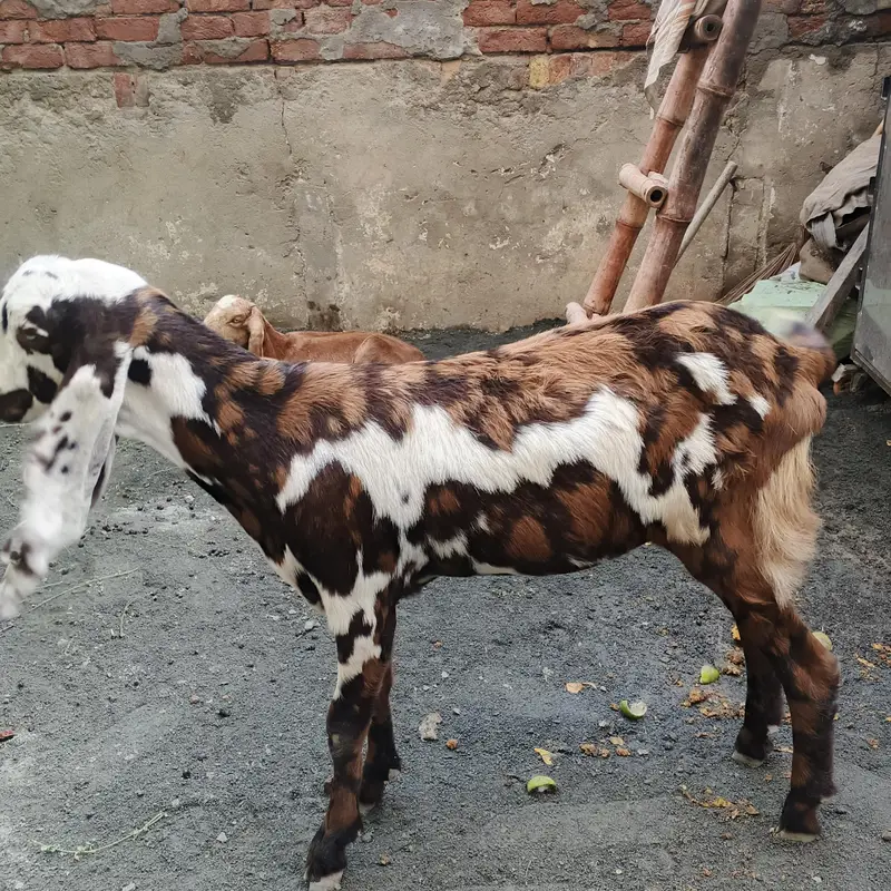 Goat full Satup for sale with brrdr mle urgent — photo 6