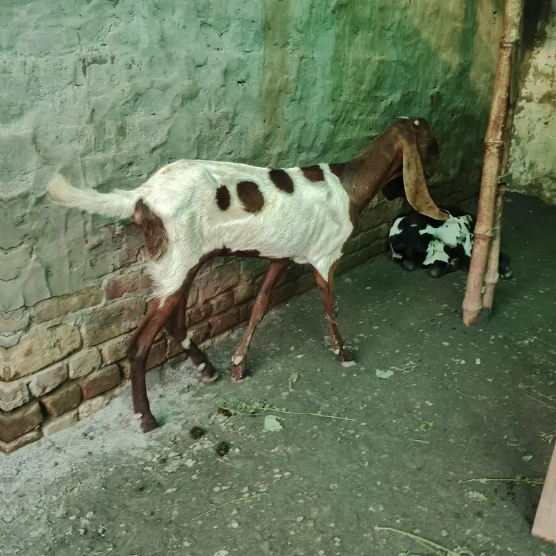 Goat full Satup for sale with brrdr mle urgent — photo 7