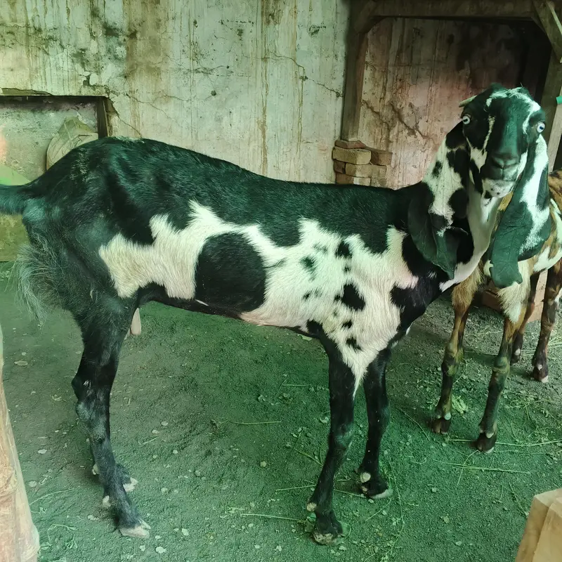 Goat full Satup for sale with brrdr mle urgent — photo 8