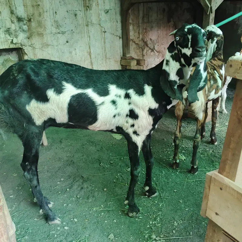Goat full Satup for sale with brrdr mle urgent — photo 9