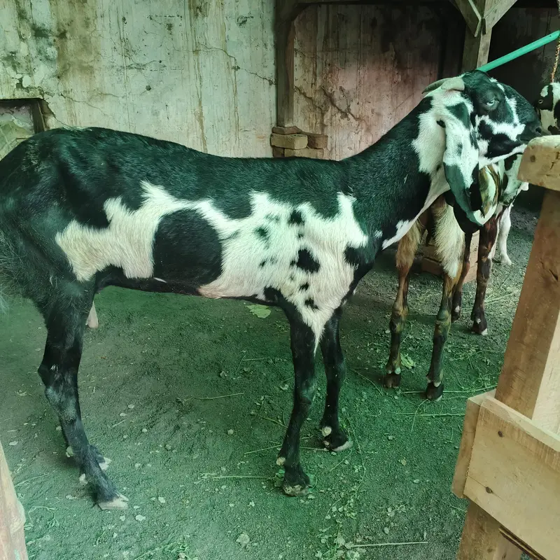 Goat full Satup for sale with brrdr mle urgent — photo 10