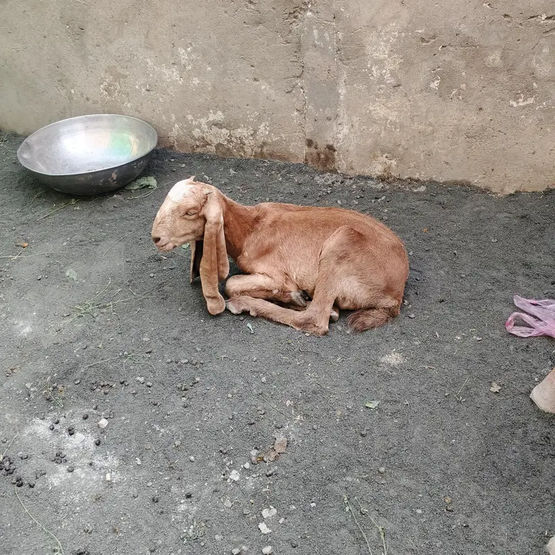 Goat full Satup for sale with brrdr mle urgent — photo 11