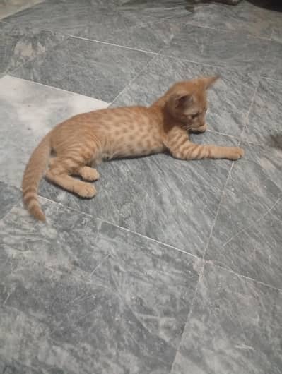 kitten for free