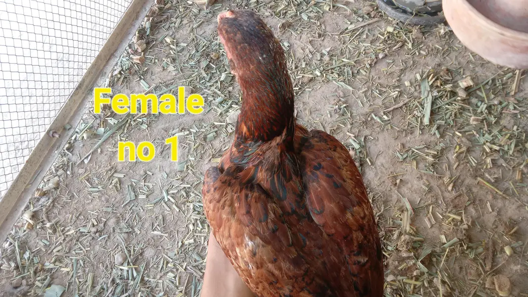 Long face height wise good come inbox for more details — photo 3