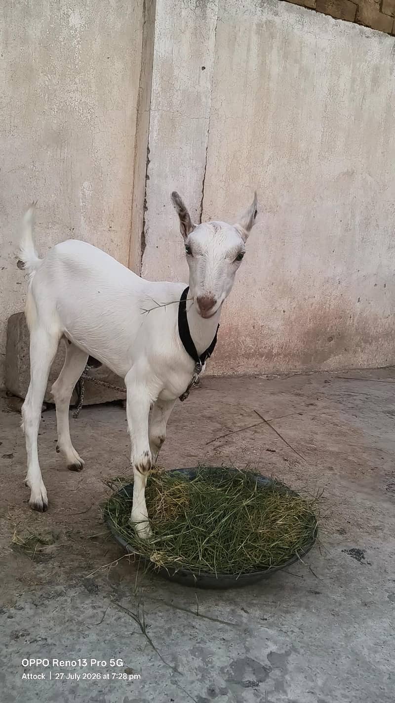گلابی بربری بکری 0