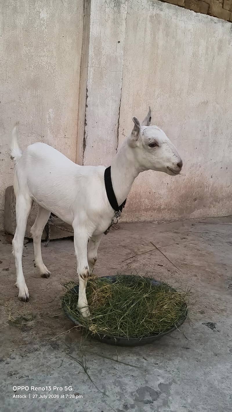 گلابی بربری بکری 1