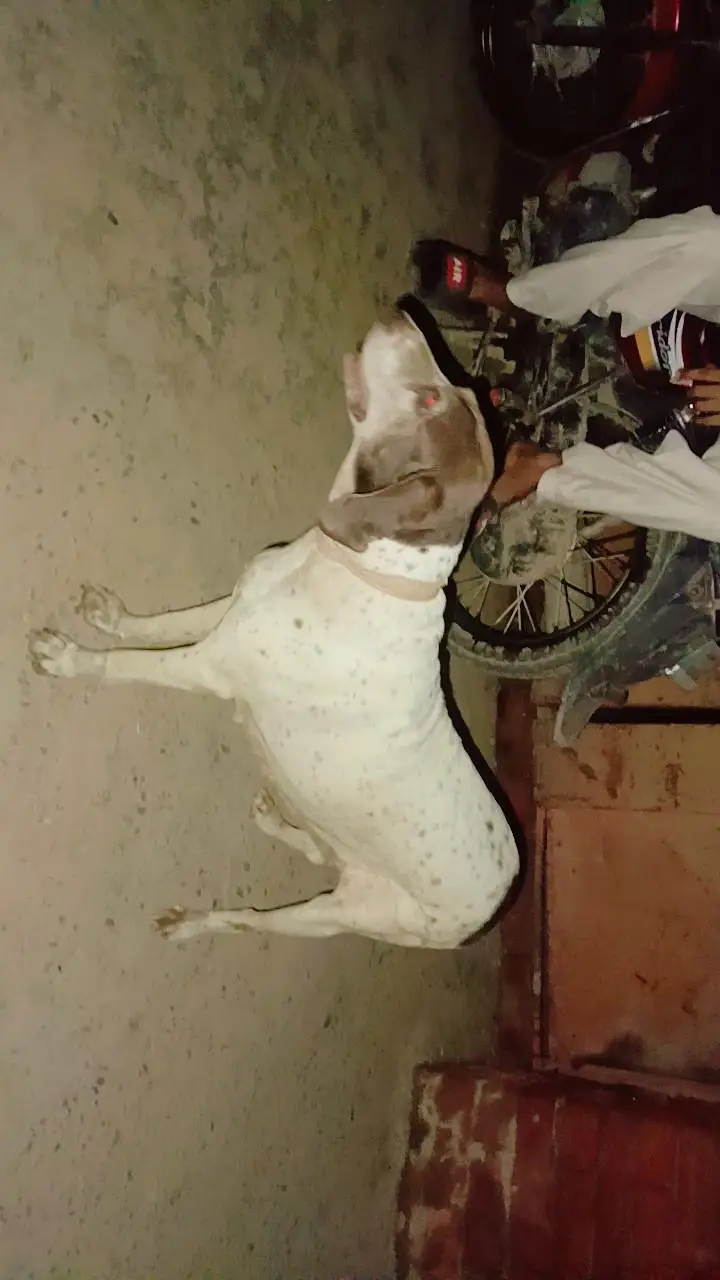 pointer — photo 2