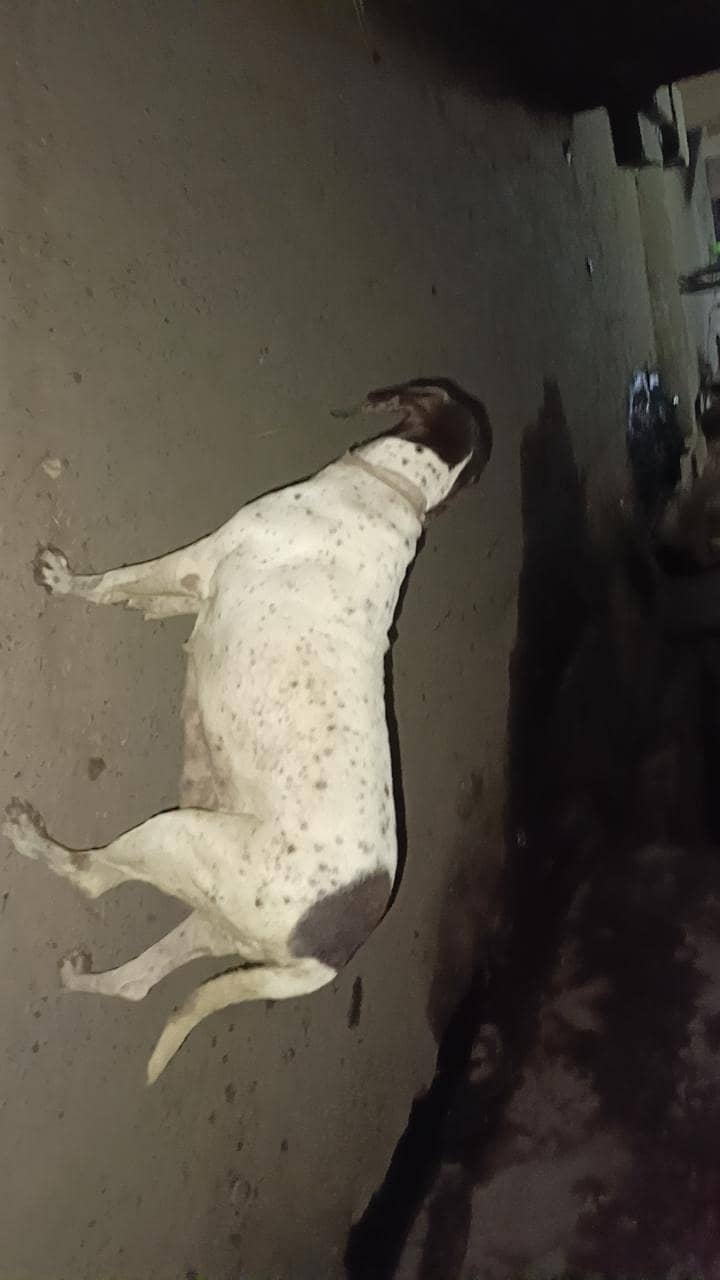 pointer 2