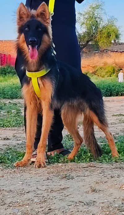 German Shepherd double coat male for sale