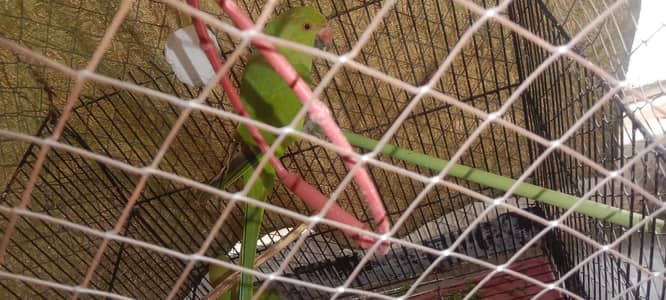 parrot wholesale rate cheapest rate only serious buyer contact