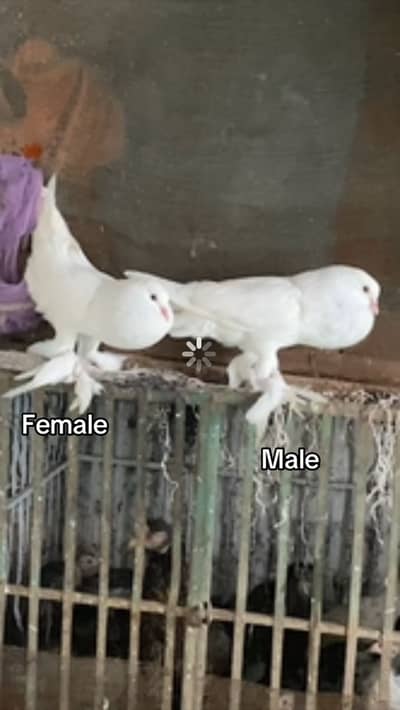 WHITE POM BREEDER PAIR WITH EGGS FORSALE 03115733578