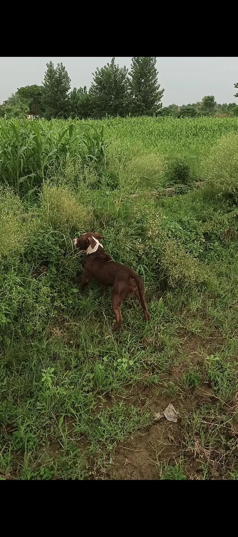 Pitbull pair available — photo 4