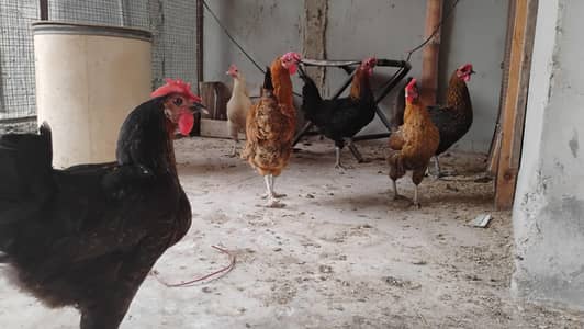 Misri hens available for sale