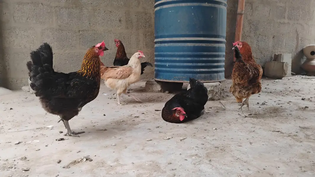 Misri hens available for sale — photo 2
