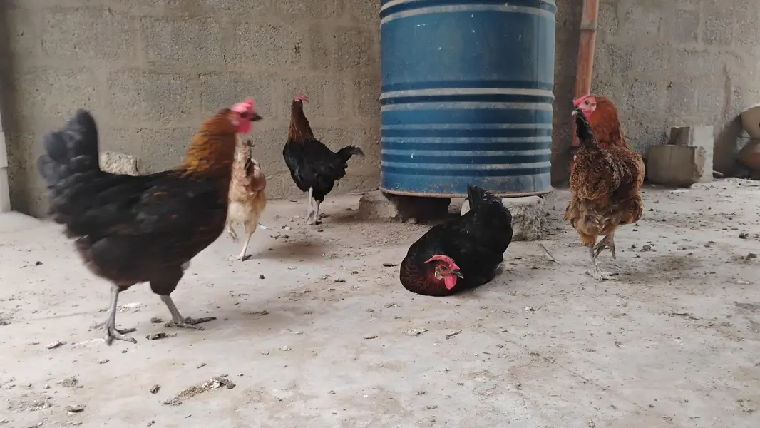 Misri hens available for sale — photo 3