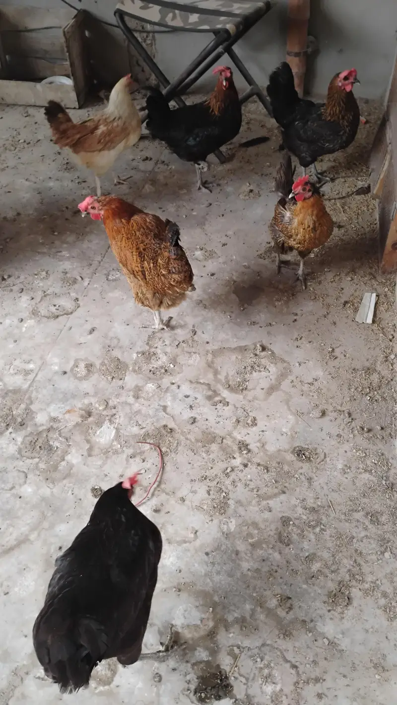 Misri hens available for sale — photo 4