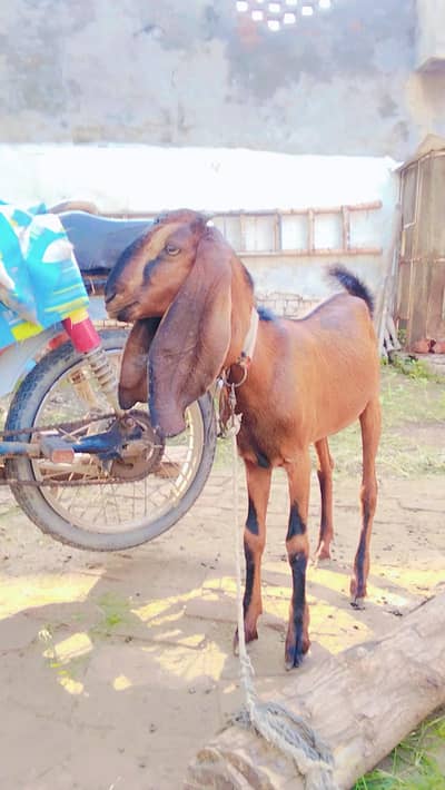 Nagri |Bakri| Kajla | goat | 0300-0091606