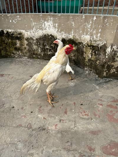 aseel hira highted pair all ok call on this number 03024308116