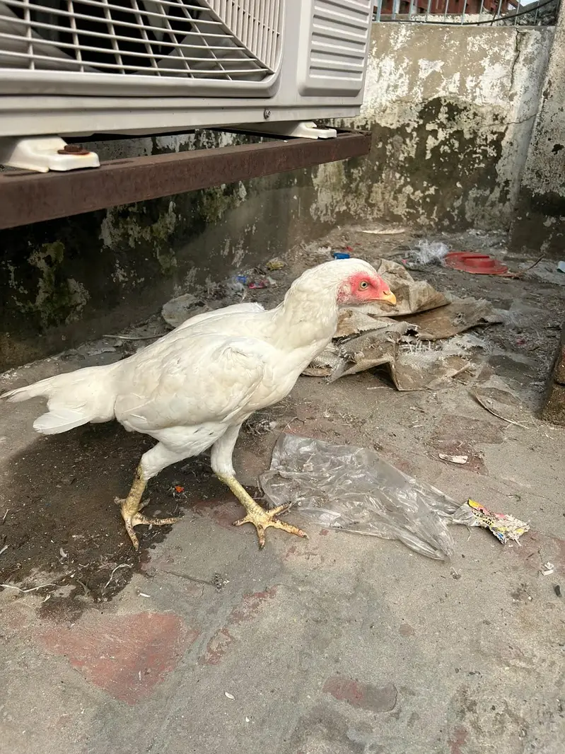 aseel hira highted pair all ok call on this number 03024308116 — photo 2