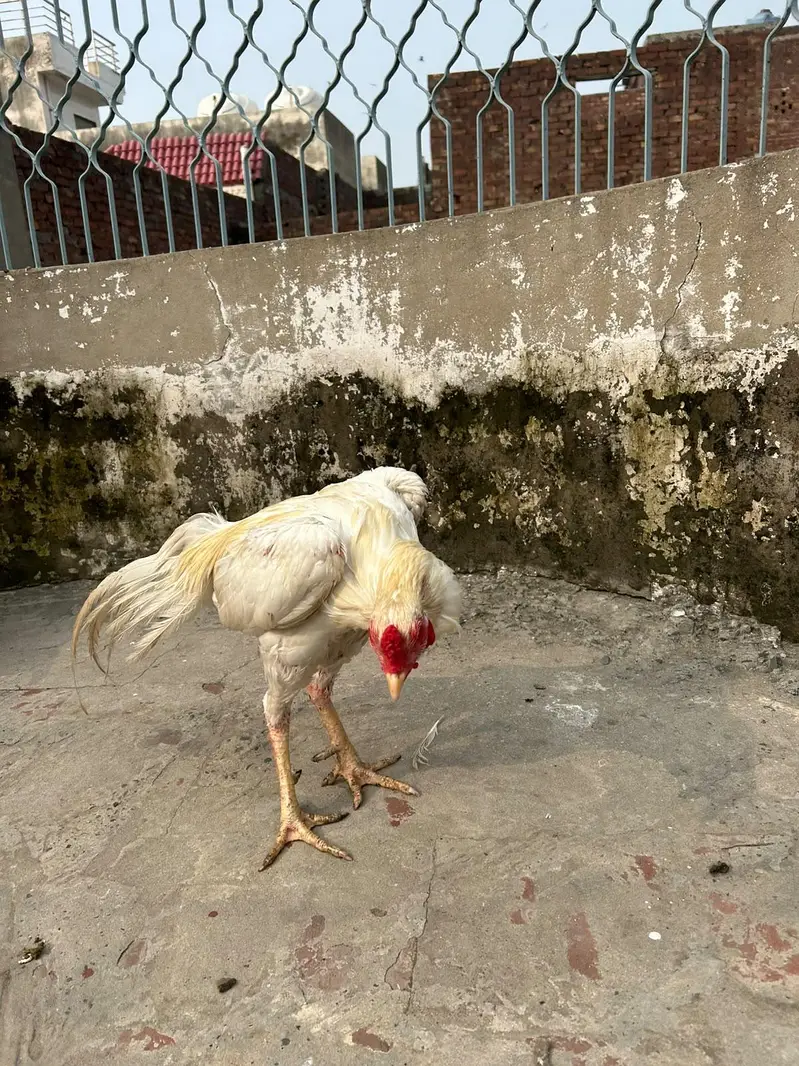 aseel hira highted pair all ok call on this number 03024308116 — photo 3