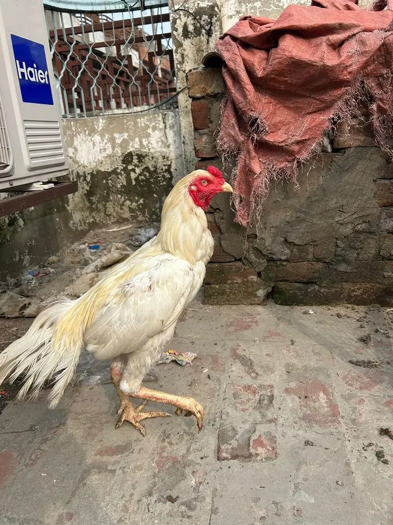 aseel hira highted pair all ok call on this number 03024308116 — photo 4