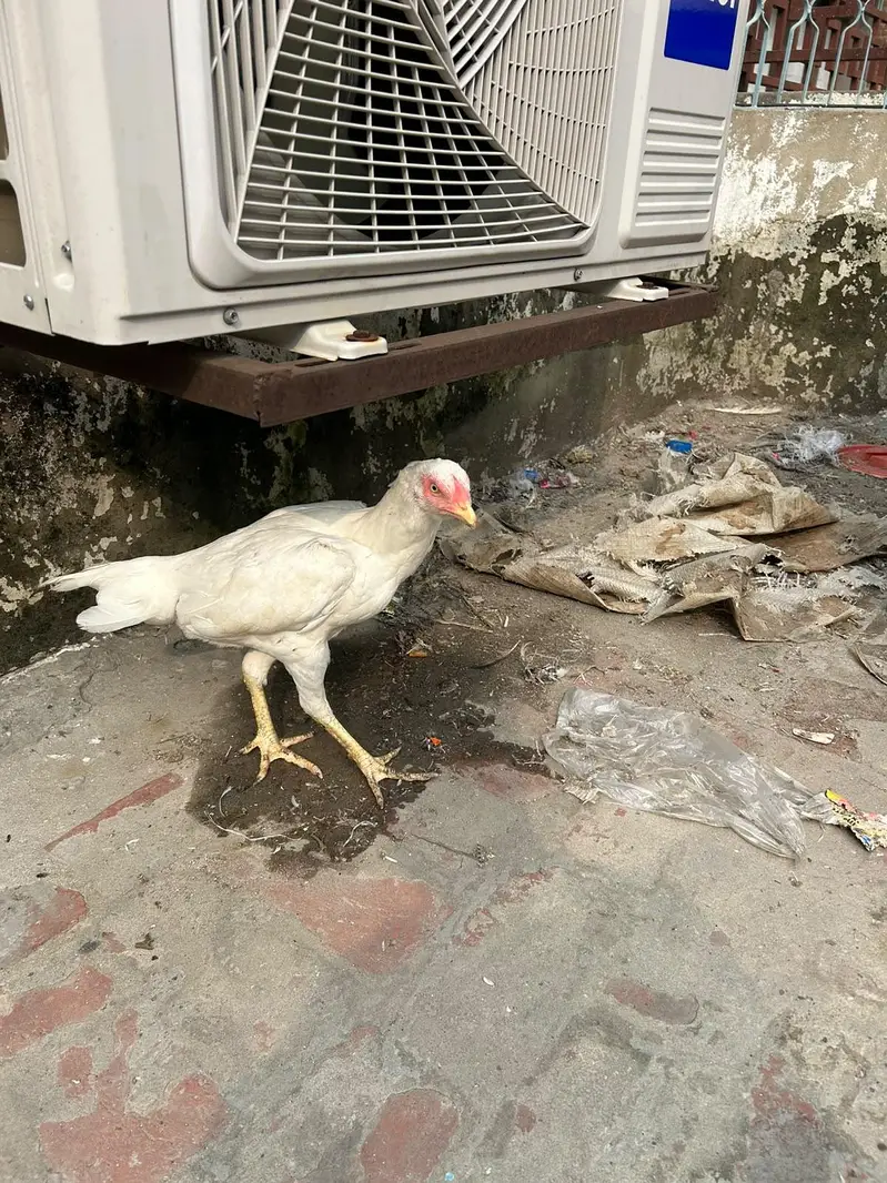 aseel hira highted pair all ok call on this number 03024308116 — photo 5