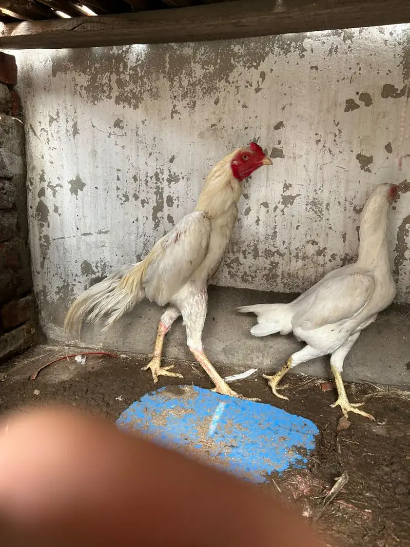 aseel hira highted pair all ok call on this number 03024308116 — photo 6