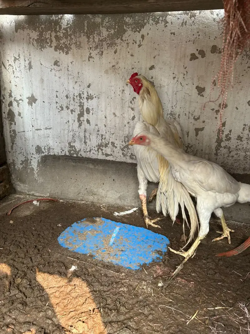 aseel hira highted pair all ok call on this number 03024308116 — photo 7